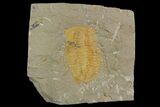 Hamatolenus vincenti Trilobite Molt - Tinjdad, Morocco #138568-1